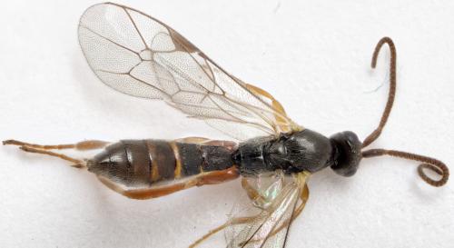 Orthocentrus sp.